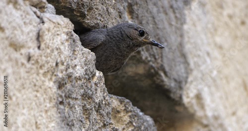 Black redstart (Phoenicurus ochruros) feeding chicks in their nest. France