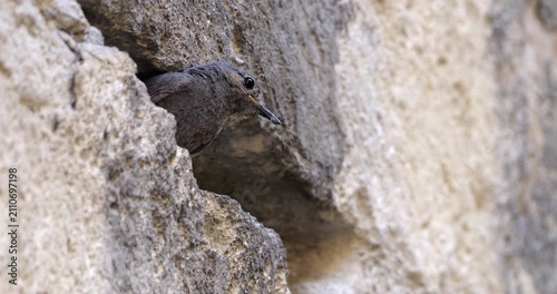 Black redstart (Phoenicurus ochruros) feeding chicks in their nest. France