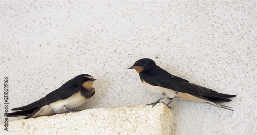 Barn swallows (Hirundo rustica).  Group of birds perched on a vertical wall; France