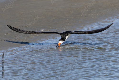 Fotografía black skimmer flying across the water surface