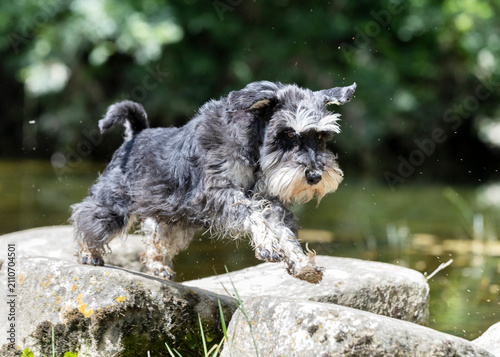 Foto miniature schnauzer in nature