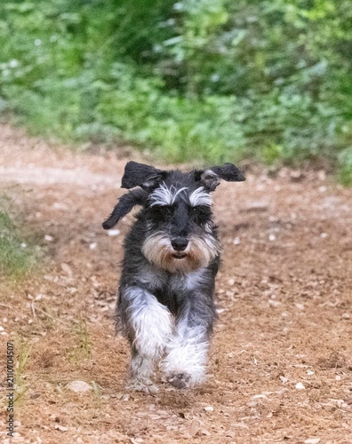 Konstfotografi miniature schnauzer in nature