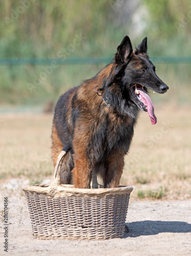 Foto training of belgian shepherd