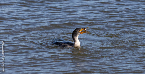 Fotografie double-crested cormorant with a fish in its beak