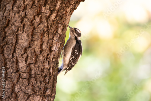 Downy woodpecker standing on side of a tree pecking for food 