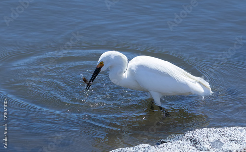 фотографія snowy egret in the water catching a fish in its beak