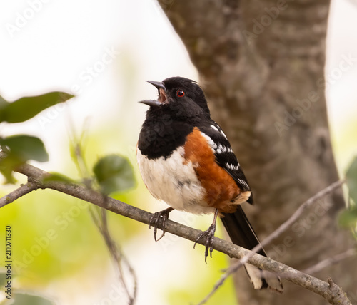Spotted towhee singing on a branch