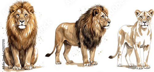 Canvas Print Watercolor Lion and Lioness Wildlife Vector Set Featuring Majestic Male Lions wi