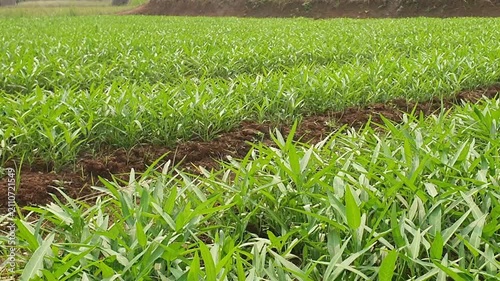 water spinach kangkung garden video