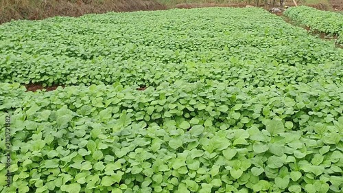 vegetable spinach garden field, green leafy crops