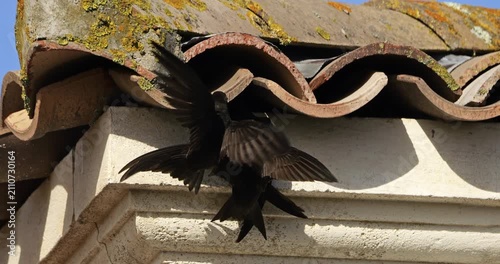 Common swifts,  (Apus apus), coming back to the nest under tiled roof. France.