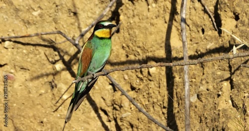 One European bee eater (Merops apiaster), perched on branches. The Camargue, Southern France.
