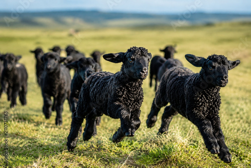 Принти на полотні Flock of black lambs running across vast grassland with curly fleece