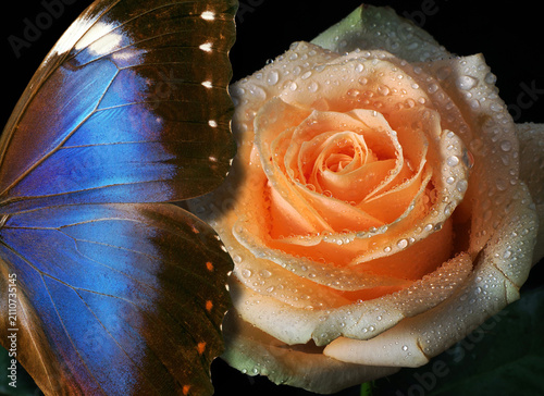 The wings of a bright, colorful blue morpho butterfly and a cream-colored ros...