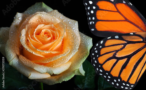 The wings of a brightly colored monarch butterfly and a cream-colored rose fl...