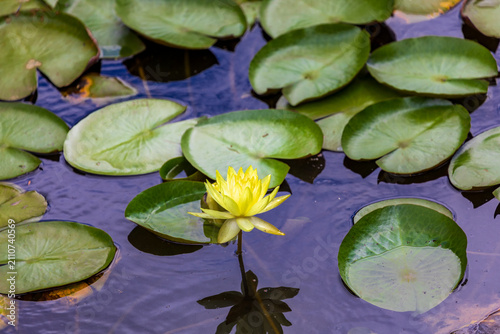 Fotografie Yellow water lilies blooming in the pond and the ecosystem of floating-leaved aq