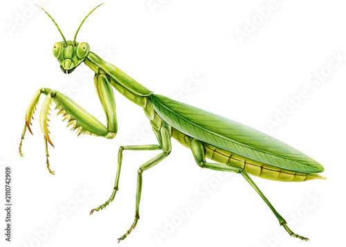 Canvas Print Green Praying Mantis Watercolor Painting with Folded Raptorial Legs and Leaf Win