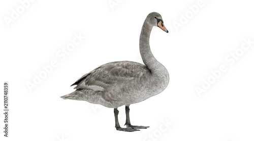 Foto Young Gray Mute Swan Isolated on Black Background
