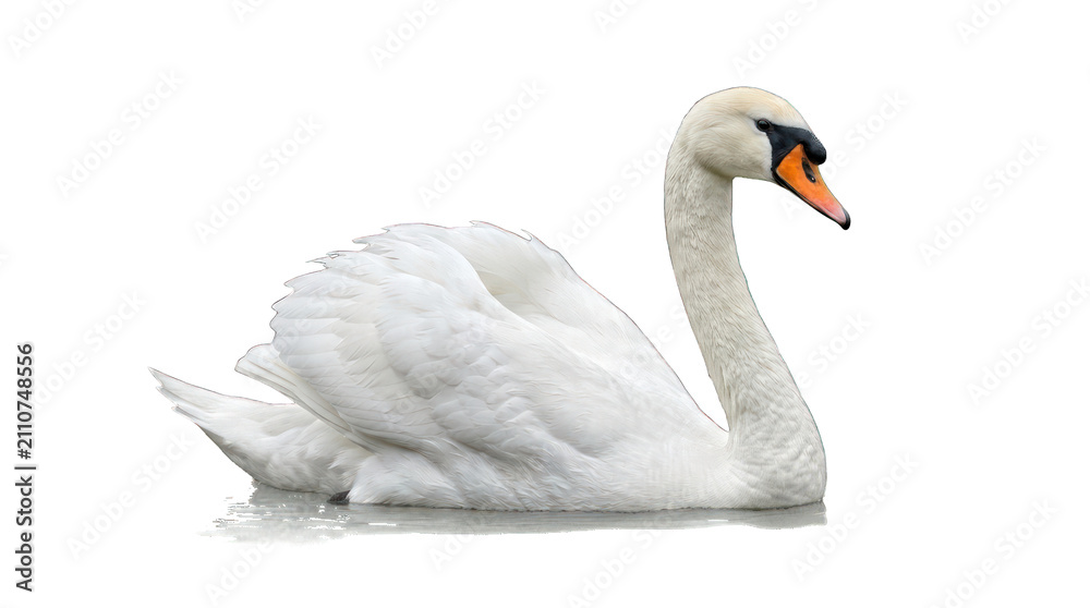 Fototapeta premium Elegant White Swan Swimming on Calm Water