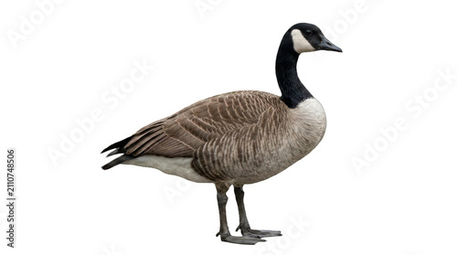 Fotografía Canada Goose Standing Isolated on White Background