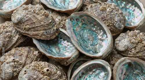 A close-up of a pile of abalone shells showcasing their rough outer surfaces and iridescent inner layers.