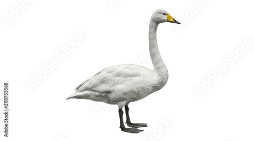 Whooper Swan Standing Isolated on Black Background