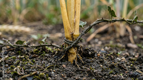 The Parable of the Wheat and the Tares. Servants discovering poisonous weeds growing identical to, and intertwined with, the golden wheat