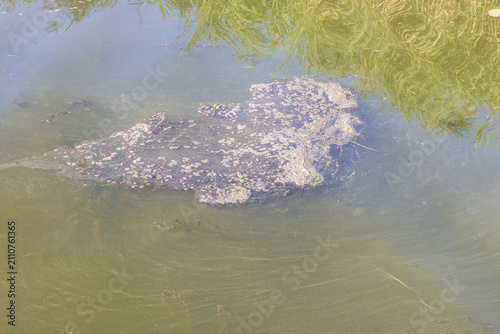 Obraz na plátne River covered with green algae and floating organic matter caused by eutrophication