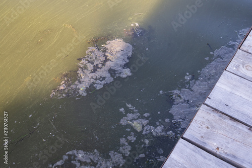 Foto River covered with green algae and floating organic matter caused by eutrophication