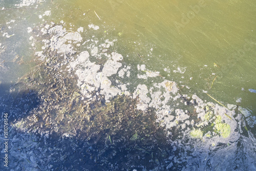 Cuadro en lienzo River covered with green algae and floating organic matter caused by eutrophication