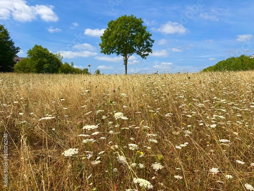 Paysage bucolique et dépaysant avec fleurs sauvages et arbre isolé