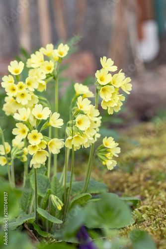 Fotografija Oxlip (Primula elatior) blooming in spring garden with copy space
