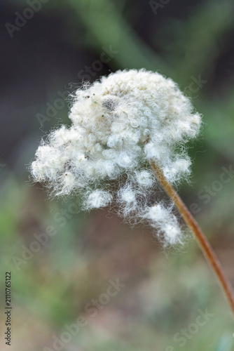 Characteristic, fluffy sead head of the snowdrop anemone (Anemone sylvestris). Ideal for botanical publications.