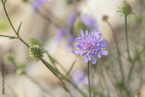 Billede på lærred Light purple blossom of the fragrant scabious (Scabiosa canescens)