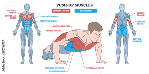 Quadro su tela Push-up muscles diagram depicts a man performing a pushup with chest, triceps, and core highlighted, front and back anatomy views explain movers and stabilizers