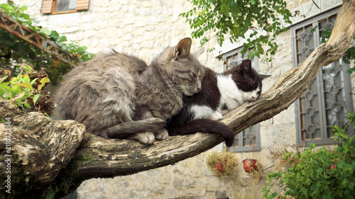 two cats dozing on the branch of a creeper on a cold October morning