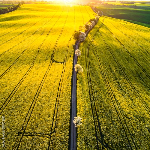Aerial view captures a sunlit rural road flanked by vibrant yellow fields, with trees lining the pathway. The sunlight creates a golden glow