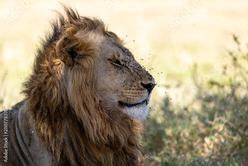 Photography Male lion rests with eyes half closed as flies settle around his face