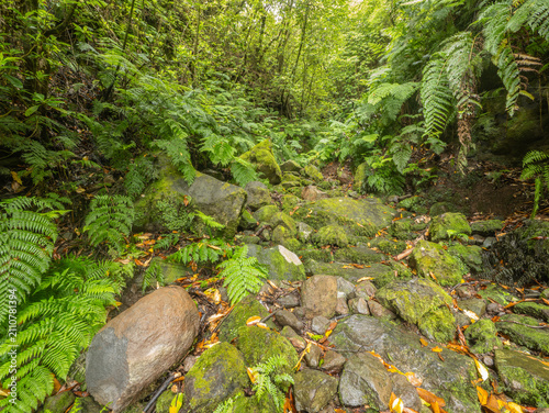 Lush vegetation of ferns and laurel trees along a dry riverbed, isle of Madeira Portugal