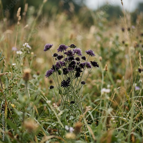 Wild purple flowers blooming in a lush green meadow during daytime.