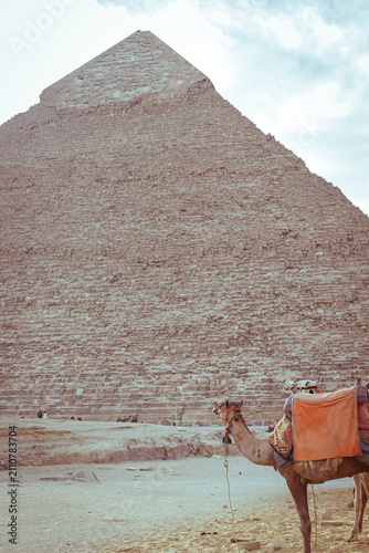 Canvastavla Camels and Pyramids