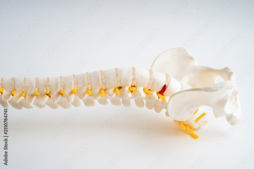 Naklejka premium Lumbar spine, spinal nerve and human back bone.