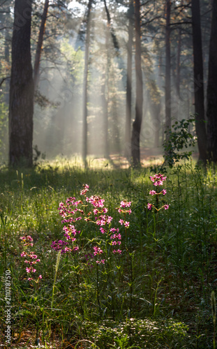 Morning in a pine forest. Sun rays play in the branches of trees.