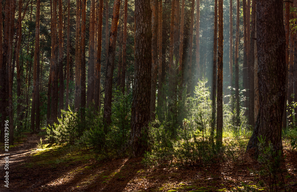 Fototapeta premium Morning in a pine forest. Sun rays play in the branches of trees.