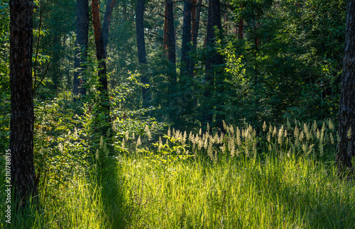 Morning in a pine forest. Sun rays play in the branches of trees.