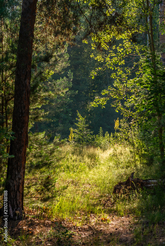 Morning in a pine forest. Sun rays play in the branches of trees.