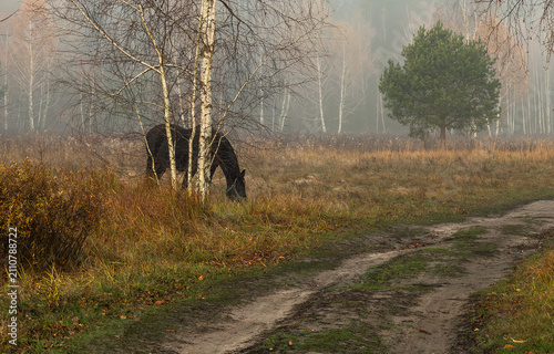 A foggy autumn morning. A horse grazes in a meadow. The road winds through withered grass. In the distance, a forest is barely visible through the fog.