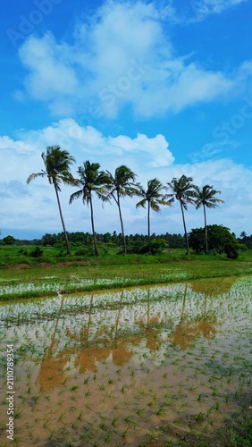 Goan Landscape