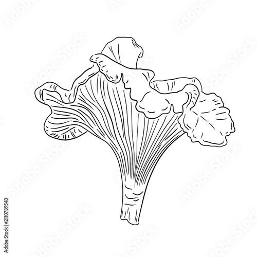 Black and white sketch illustration of an oyster mushroom. Hand-drawn botanical line art in vintage engraving style, isolated on white background, detailed monochrome forest fungus.