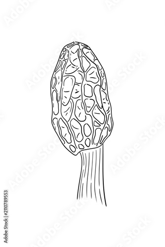 Black and white sketch illustration of a morel mushroom. Hand-drawn botanical line art in vintage engraving style, isolated on white background, detailed monochrome forest fungus